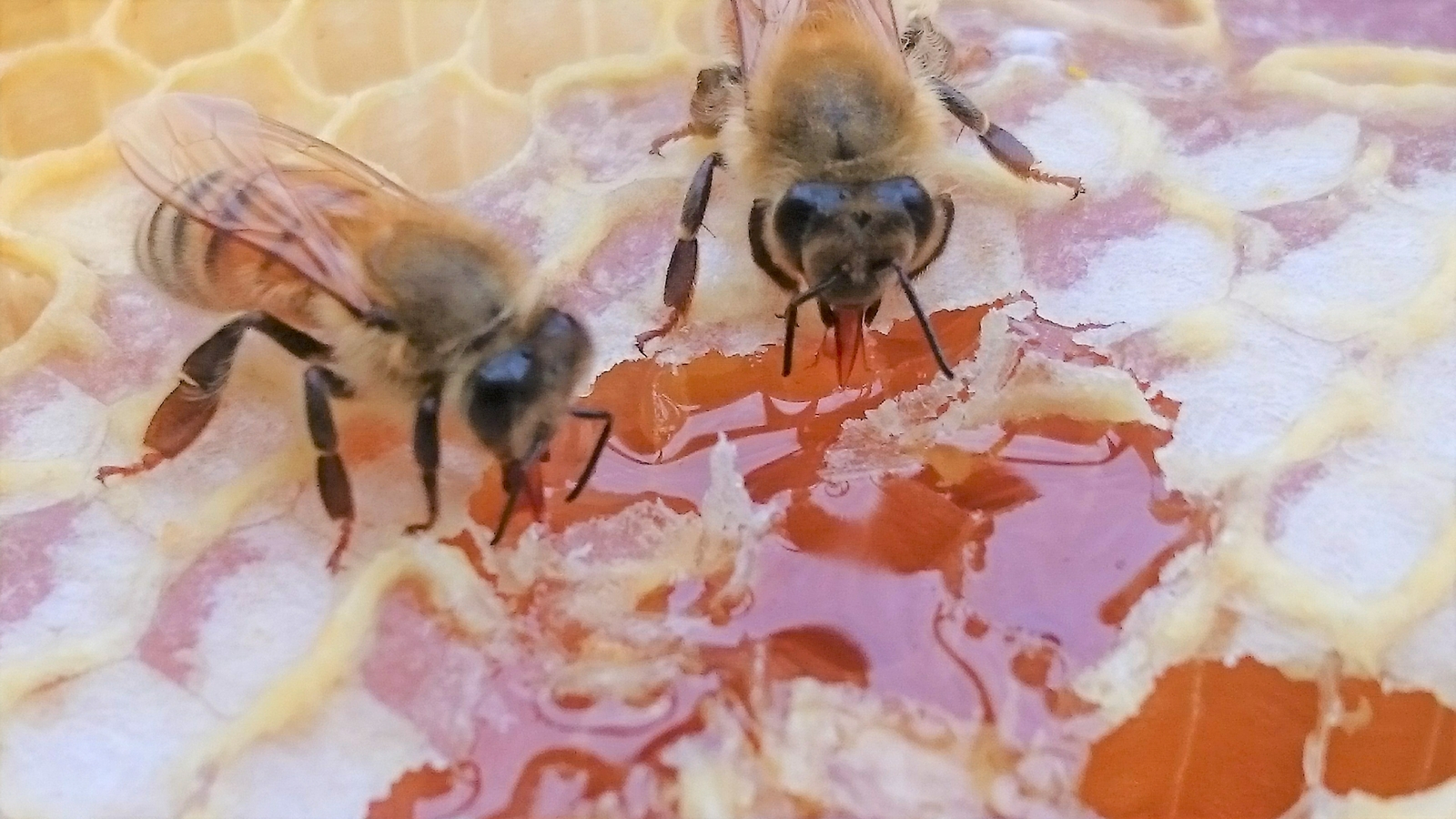 蜂の音