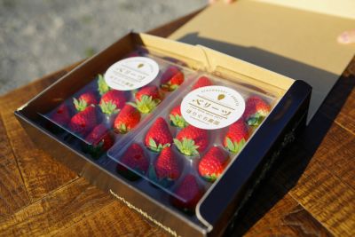 大分県産オリジナルいちご「ベリーツ」のパック詰め画像。芳醇な香りと甘さが特徴のベリーツを産地直送でお取り寄せ、通販で購入。