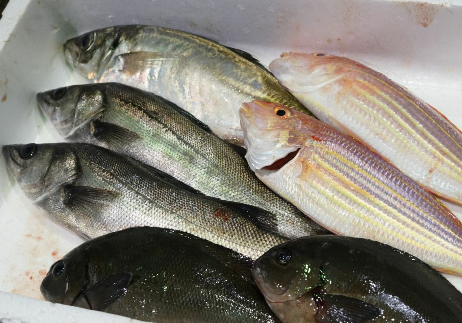 大分・豊後水道で水揚げされた旬の鮮魚を厳選した「プロおまかせ旬魚セット【梅】」の箱詰め画像。産地直送でお届けする、ご家庭で楽しむのに最適な大分県産の新鮮な魚セットを通販でお取り寄せ。