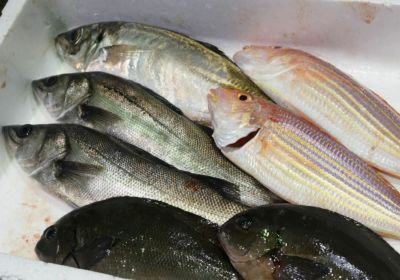 大分・豊後水道で水揚げされた旬の鮮魚を厳選した「プロおまかせ旬魚セット【梅】」の箱詰め画像。産地直送でお届けする、ご家庭で楽しむのに最適な大分県産の新鮮な魚セットを通販でお取り寄せ。