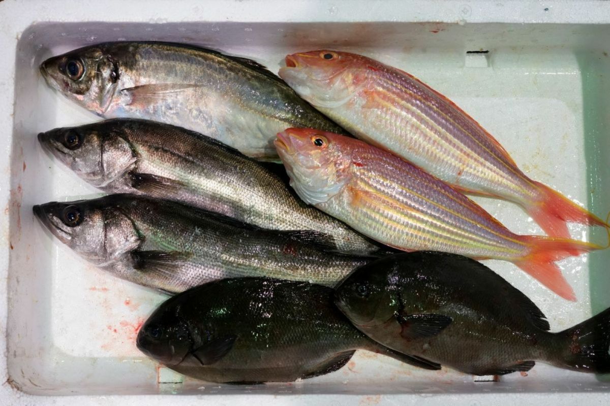 大分・豊後水道で水揚げされた旬の鮮魚を厳選した「プロおまかせ旬魚セット【梅】」の箱詰め画像。産地直送でお届けする、ご家庭で楽しむのに最適な大分県産の新鮮な魚セットを通販でお取り寄せ。