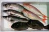 大分丸豊の鮮魚BOX【梅】