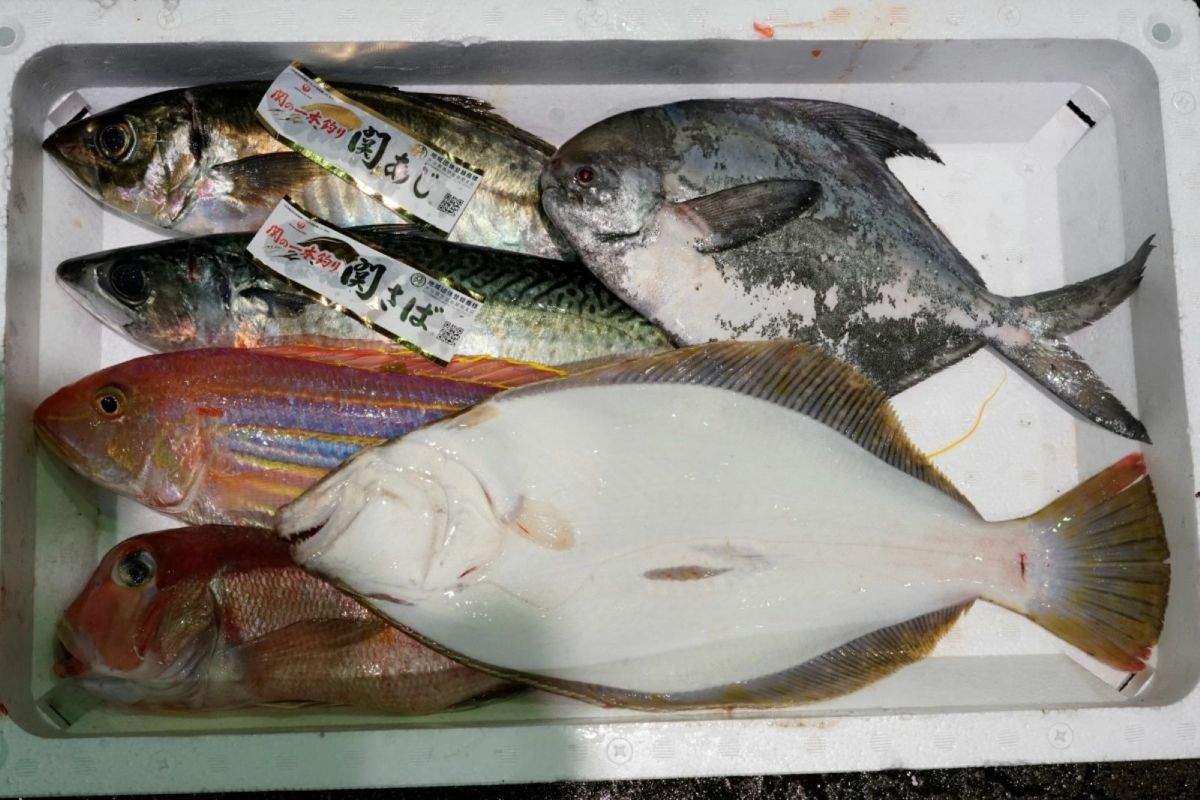 大分・豊後水道で水揚げされた旬の鮮魚を厳選した「プロおまかせ旬魚セット【竹】」の箱詰め画像。産地直送でお届けする、刺身や煮付けに使える大分県産の新鮮な魚セットを通販でお取り寄せ。