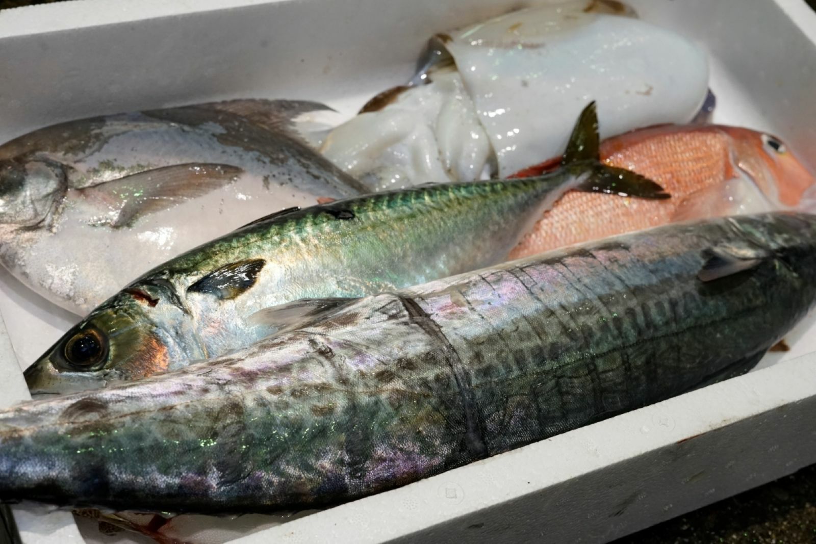 大分・豊後水道で獲れた旬の鮮魚を厳選した「プロおまかせ旬魚セット【松】」の箱詰め画像。産地直送でお届けする、刺身や料理に使える大分県産の高級魚セットを通販でお取り寄せ。