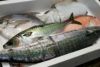 大分丸豊の鮮魚BOX【松】