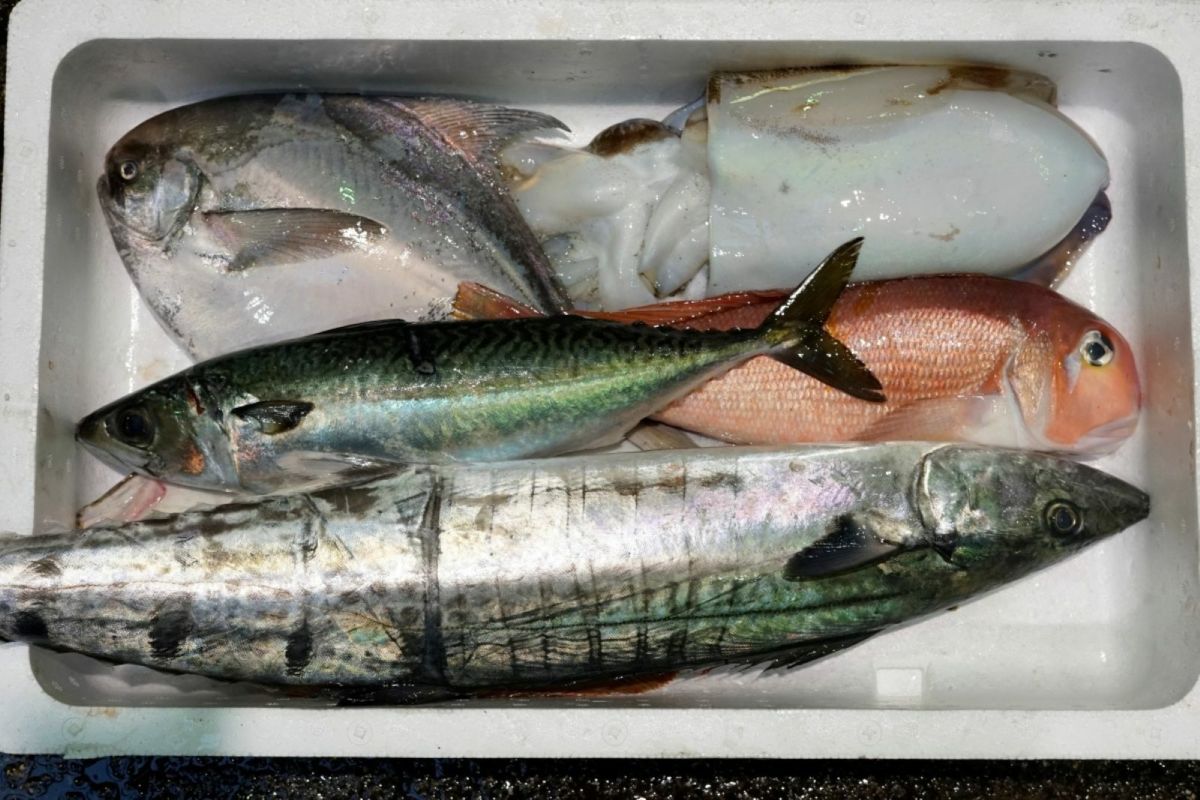 大分・豊後水道で獲れた旬の鮮魚を厳選した「プロおまかせ旬魚セット【松】」の箱詰め画像。産地直送でお届けする、刺身や料理に使える大分県産の高級魚セットを通販でお取り寄せ。