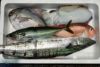 大分丸豊の鮮魚BOX【松】