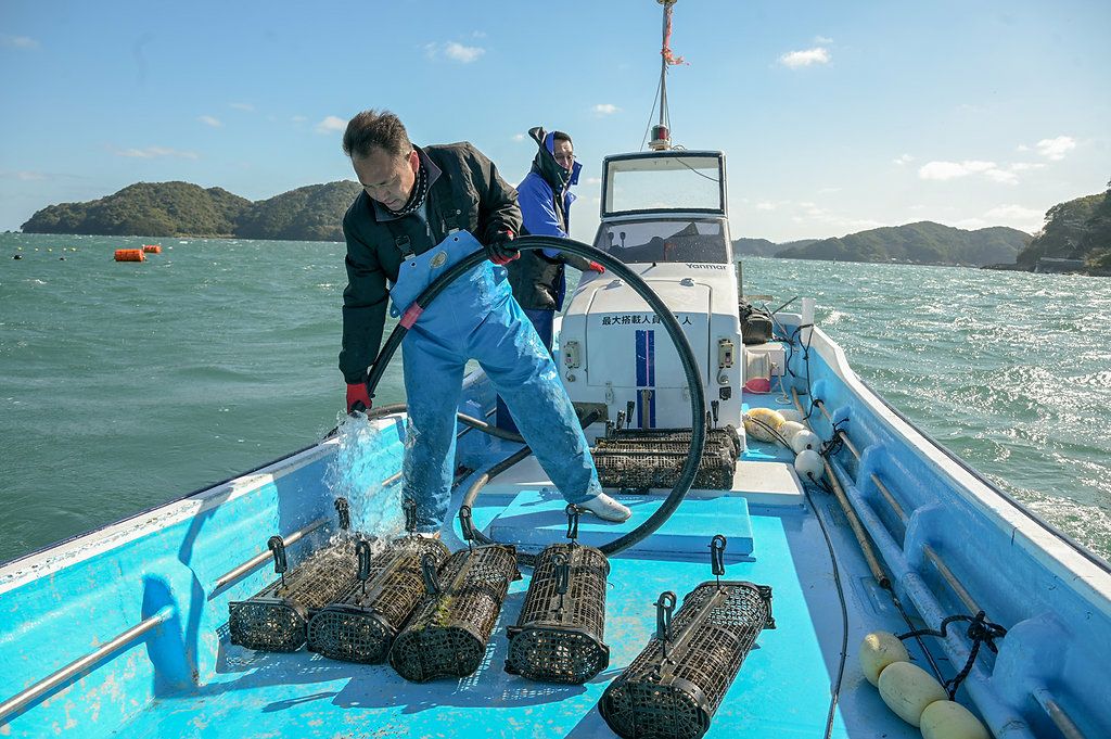 大分県佐伯市鶴見の海で、牡蠣漁師が「シングルシード」真牡蠣を水揚げ・収穫している風景画像。生産者の顔が見える安心安全な牡蠣を産地直送。