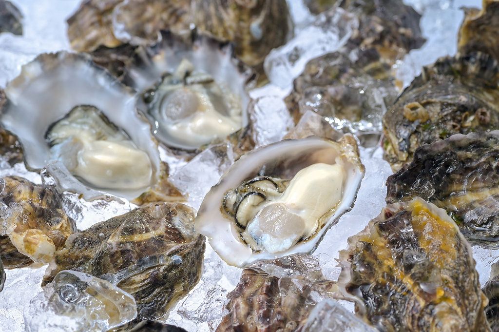 大分県佐伯市鶴見産の新鮮な「シングルシード」真牡蠣が殻付きで並べられた画像。生食・加熱どちらも楽しめる、品質にこだわった牡蠣を通販でお取り寄せ。