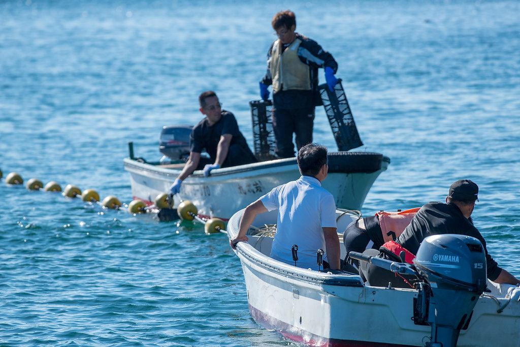 大分県佐伯市鶴見の海で、牡蠣漁師が「シングルシード」真牡蠣を水揚げ・収穫している風景画像。生産者の顔が見える安心安全な牡蠣を産地直送。