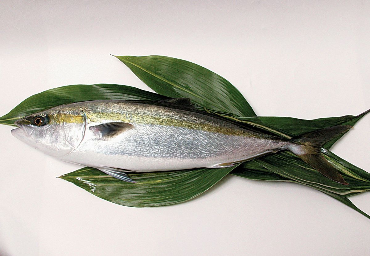 大分県産のブランド魚「関ぶり」の鮮魚画像。一本釣りで獲れた新鮮な関ぶりの身の締まりが伝わる、大分からの産直品。