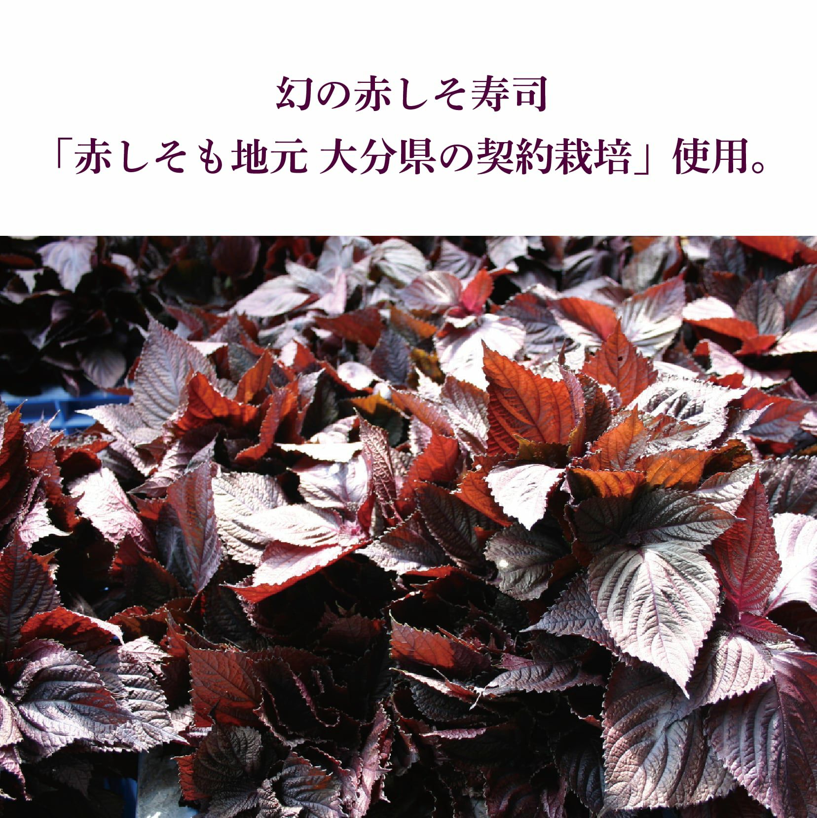 大分県産の稀少な「幻の赤しそ寿司」4パック（合計16～20貫）の画像。お祝いや贈答にも喜ばれる、大分の寿司を通販でお取り寄せ。
