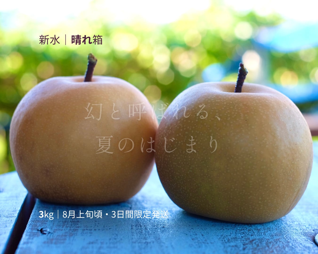 大分県産の幻の梨『新水』の画像。3日間限定出荷の希少な「新水」を産地直送でお取り寄せ、通販で販売。