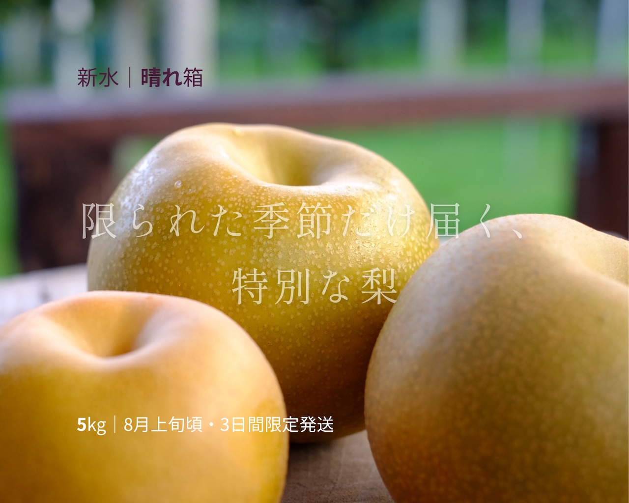 大分県産の幻の梨『新水』の画像。3日間限定出荷の希少な「新水」を産地直送でお取り寄せ、通販で販売。