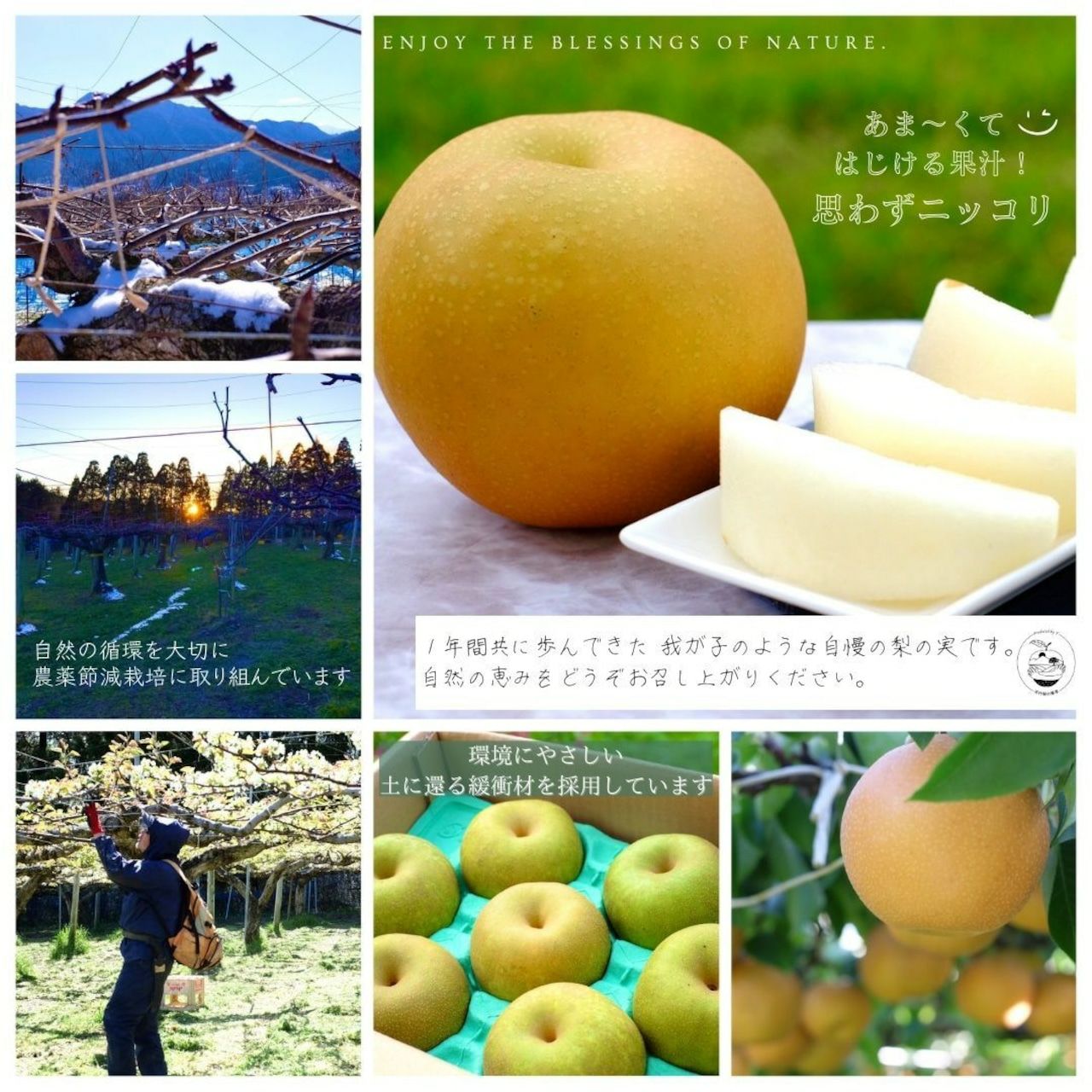 大分県産の庄内甘熟梨『幸水』の画像。シャリシャリとした食感と高い糖度の「幸水」を産地直送でお取り寄せ。