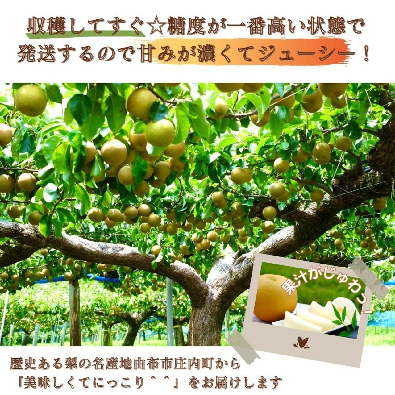 大分県産の庄内甘熟梨『幸水』の画像。シャリシャリとした食感と高い糖度の「幸水」を産地直送でお取り寄せ。