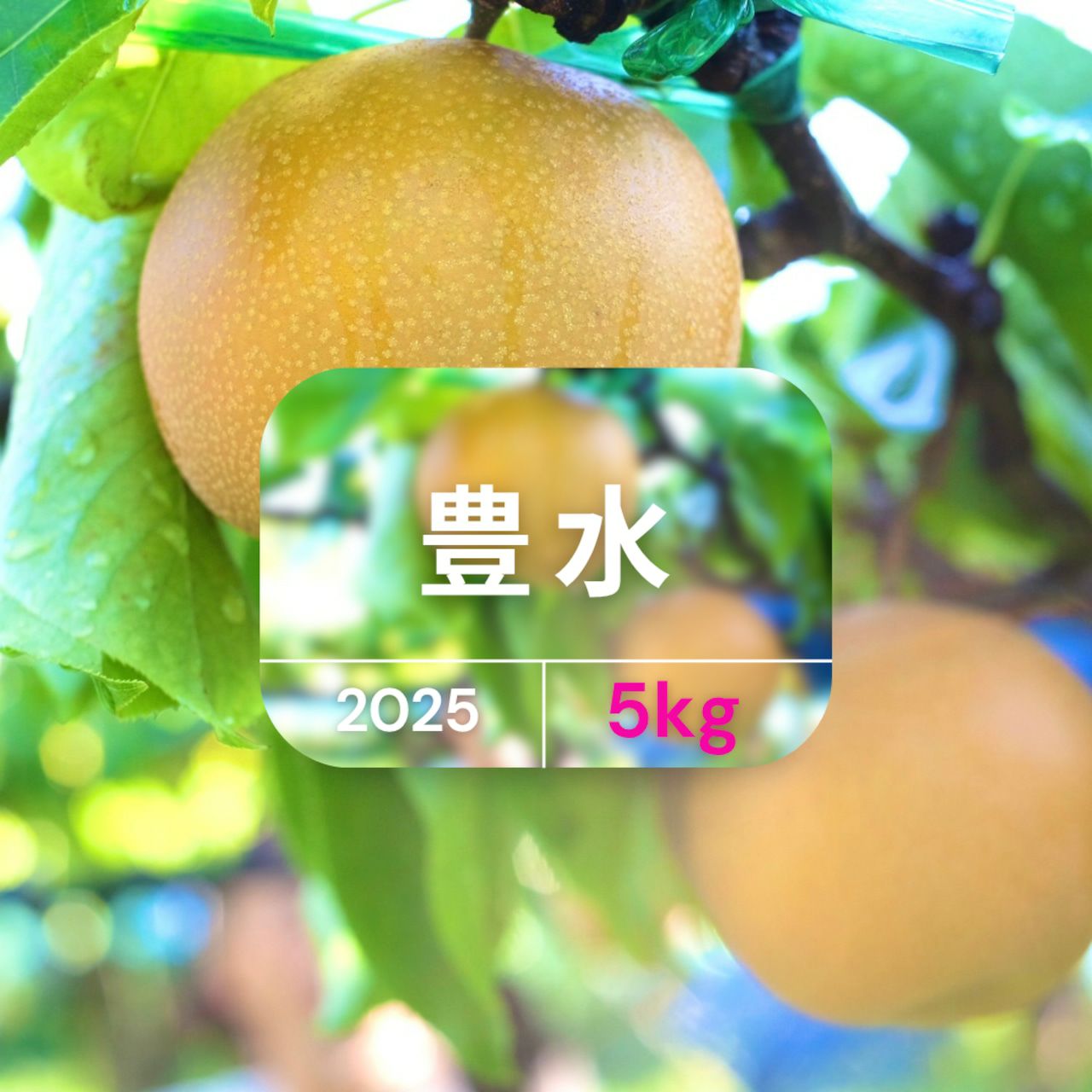 大分県産の庄内甘熟梨『豊水』の画像。濃厚な甘さと豊かな果汁の「豊水」を産地直送でお取り寄せ、通販で販売中。