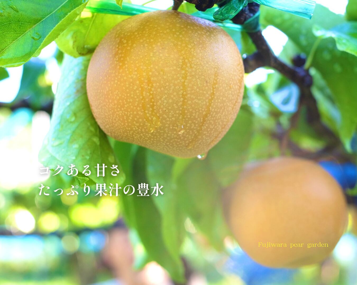 大分県産の庄内甘熟梨『豊水』の画像。濃厚な甘さと豊かな果汁の「豊水」を産地直送でお取り寄せ、通販で販売中。