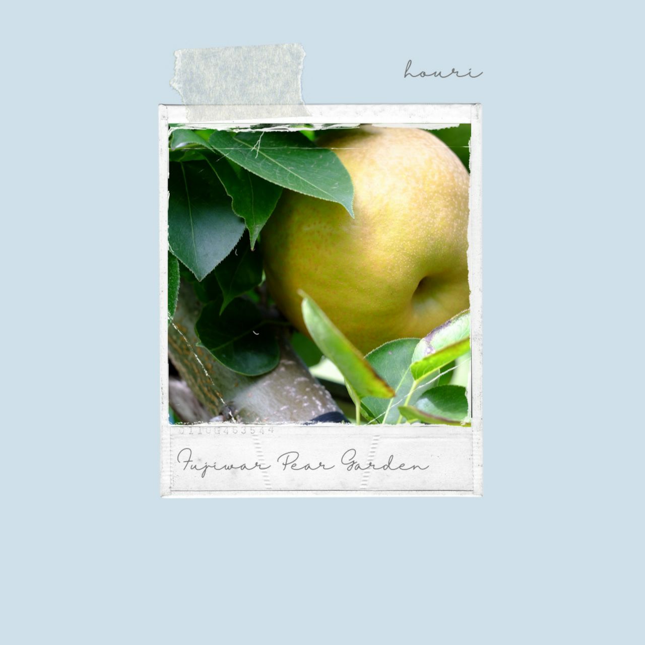 大分県産の庄内甘熟梨『豊里』の画像。おおいたの希少品種「豊里」を産地直送でお取り寄せ、通販で購入。